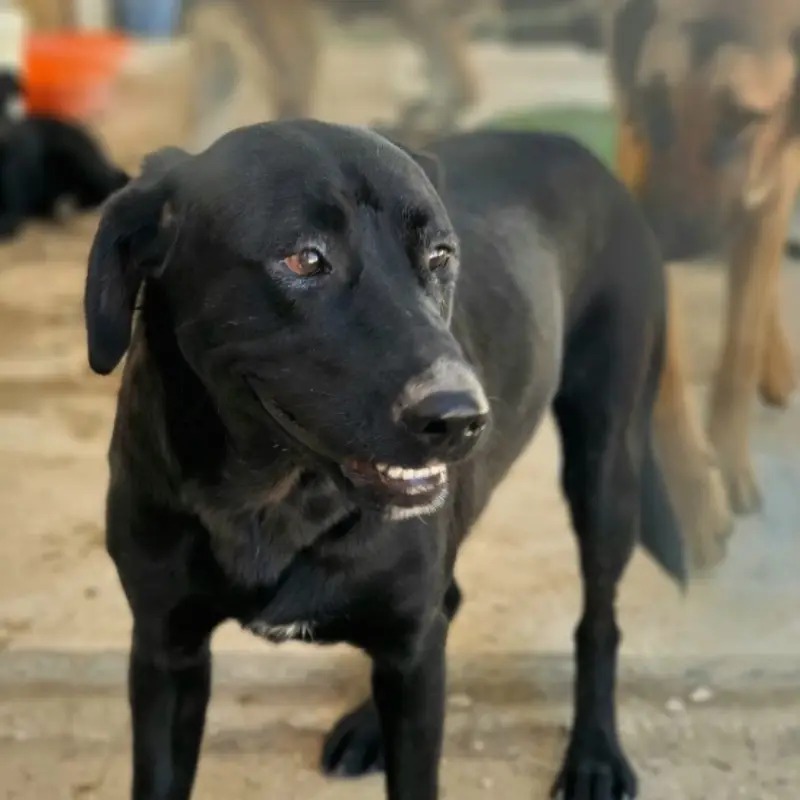 Nala