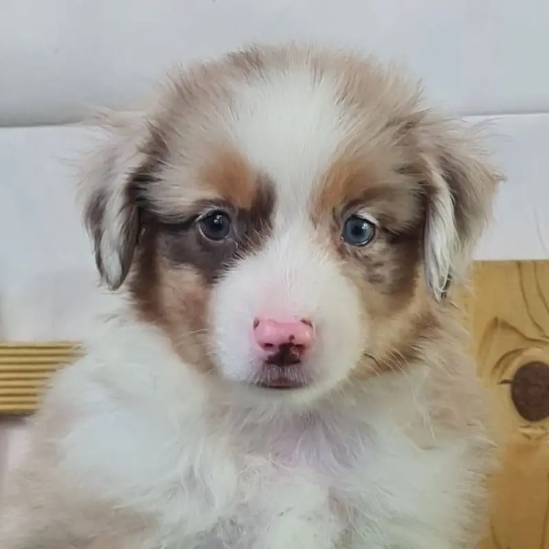 Bowie