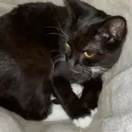 Feline Et Smoke