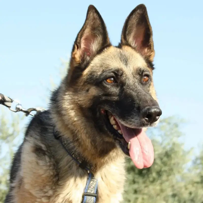 Jara