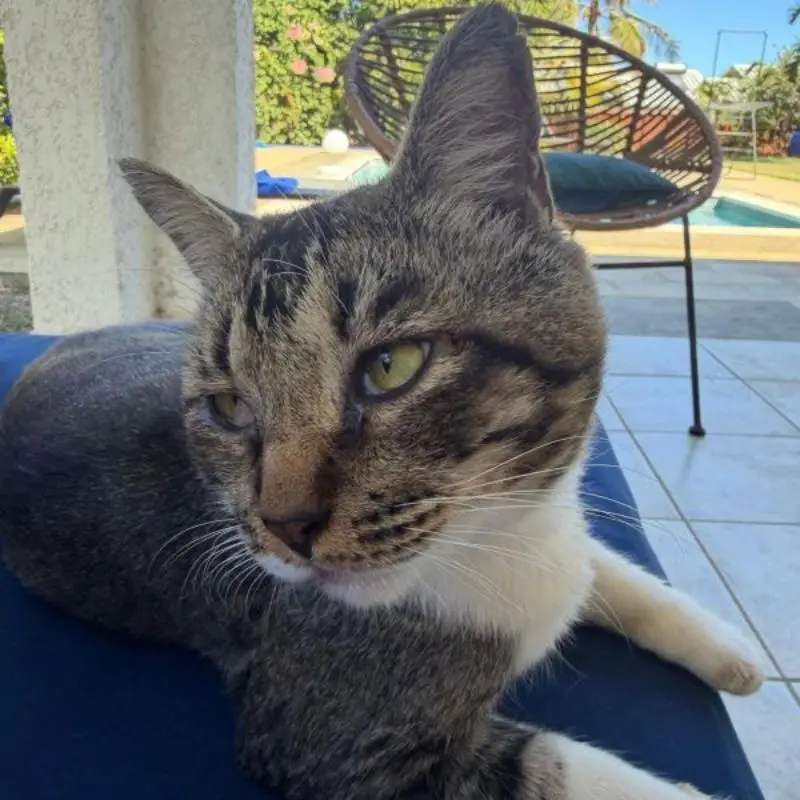 Carlos