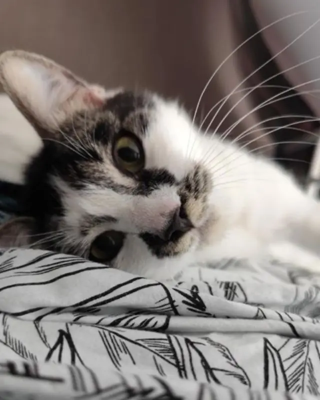 Nala