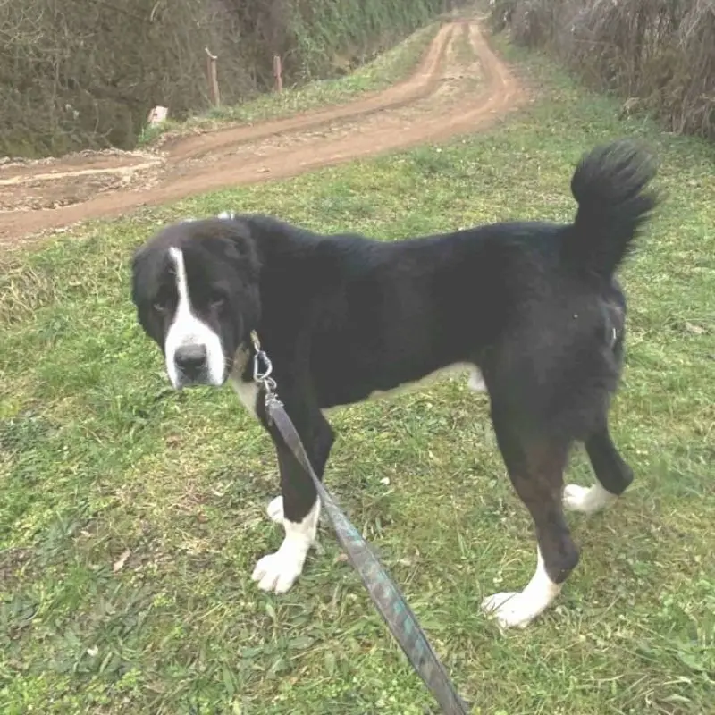 Domino