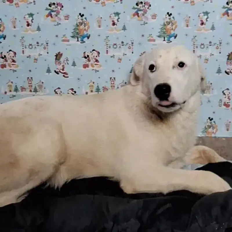 Jakari
