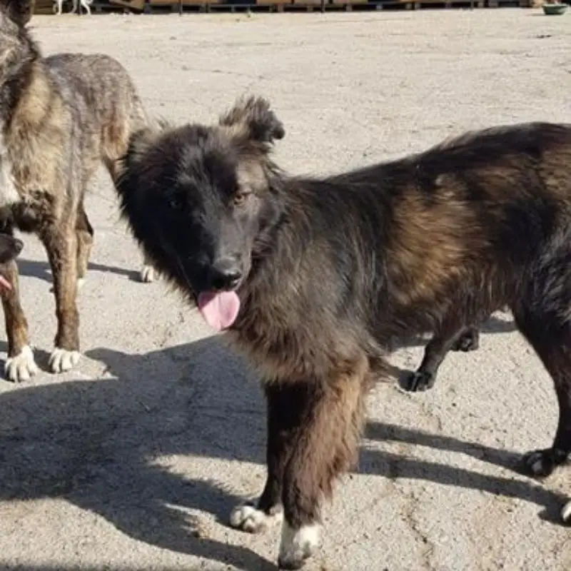 Pumba