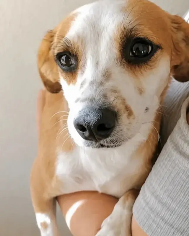 Toupie