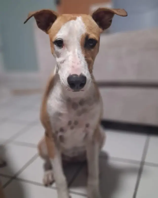 Gypsie