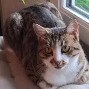 Maya