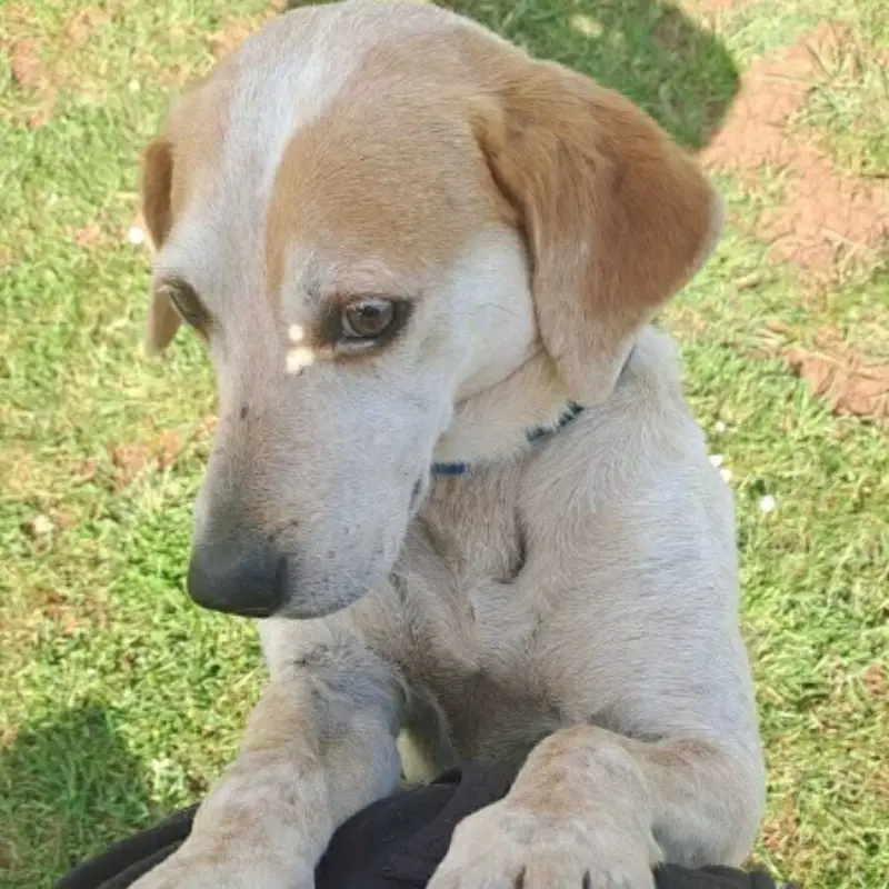 Titi