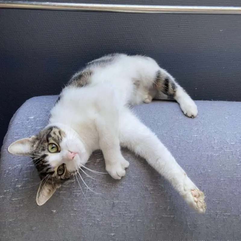 Lulu