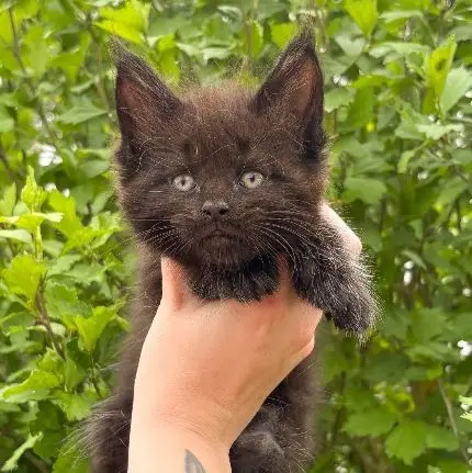 Bellatrix