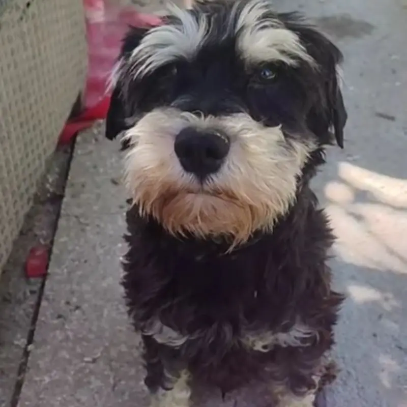 Lulu