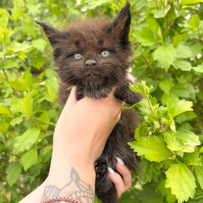 Berlioz