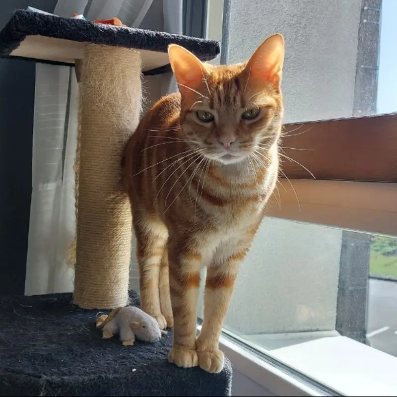 Freyja