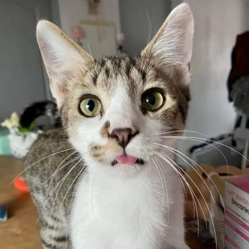 Yuki