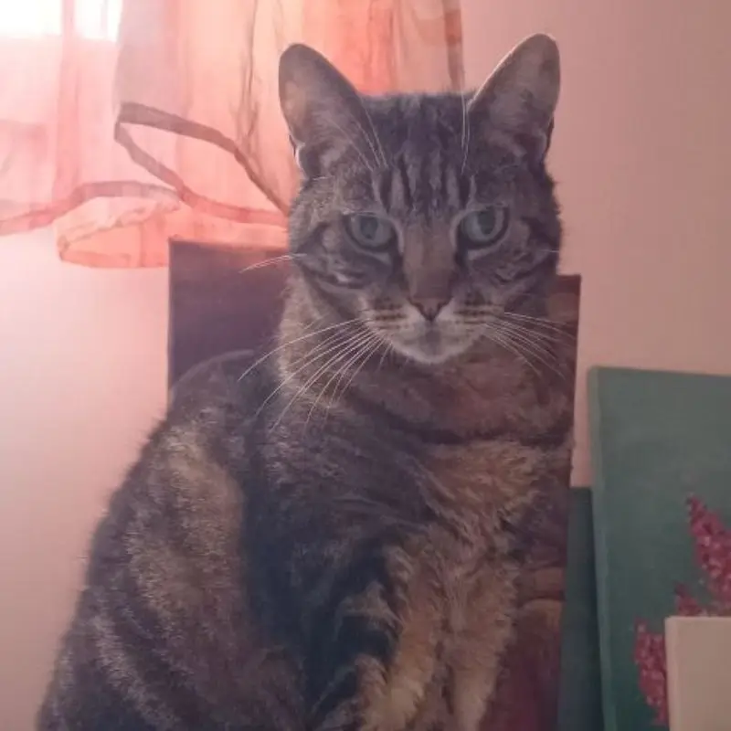 Taïs