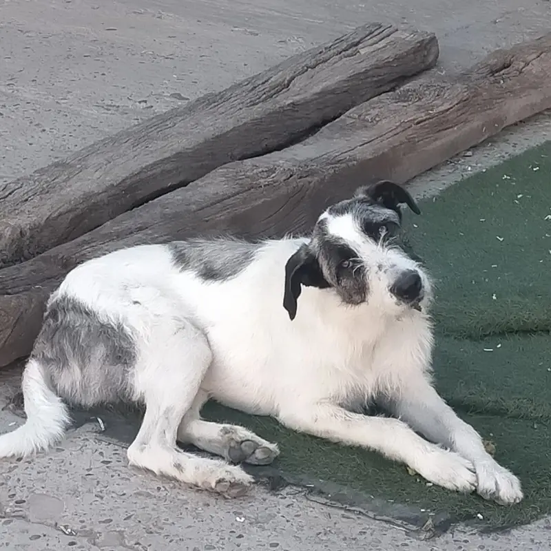 Lolita