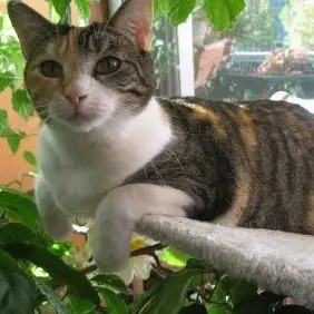 Cayenne