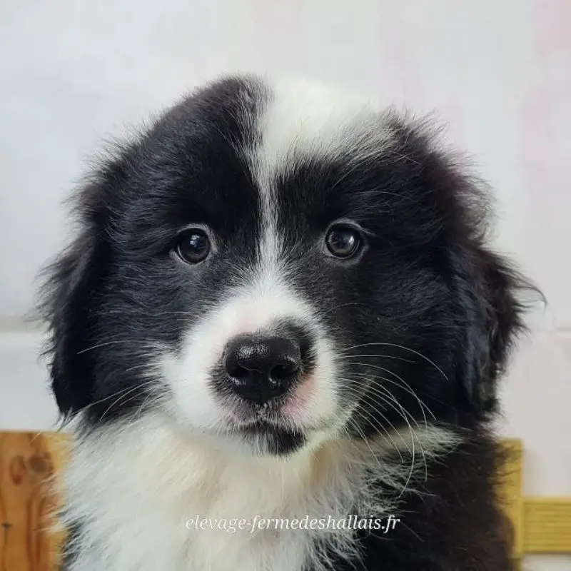Brutus