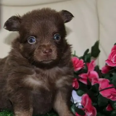 Baby Angel