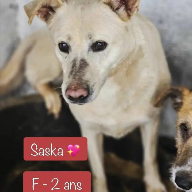 Saska