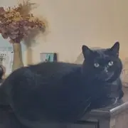 Tsuki