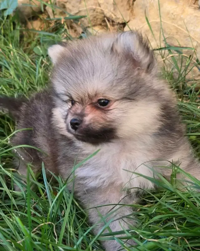 Biscuit