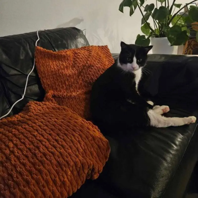 Miço