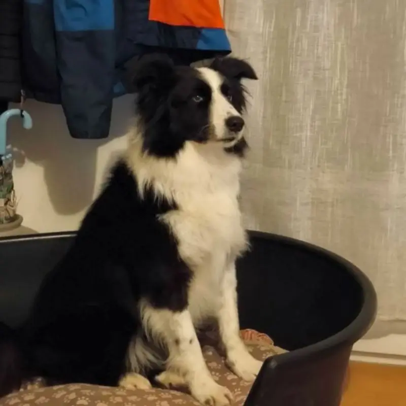 Odin