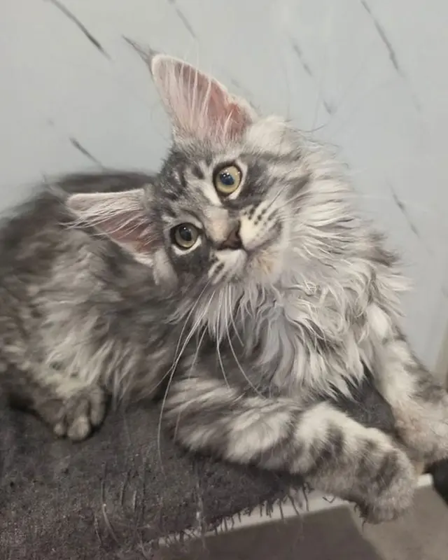 Bella