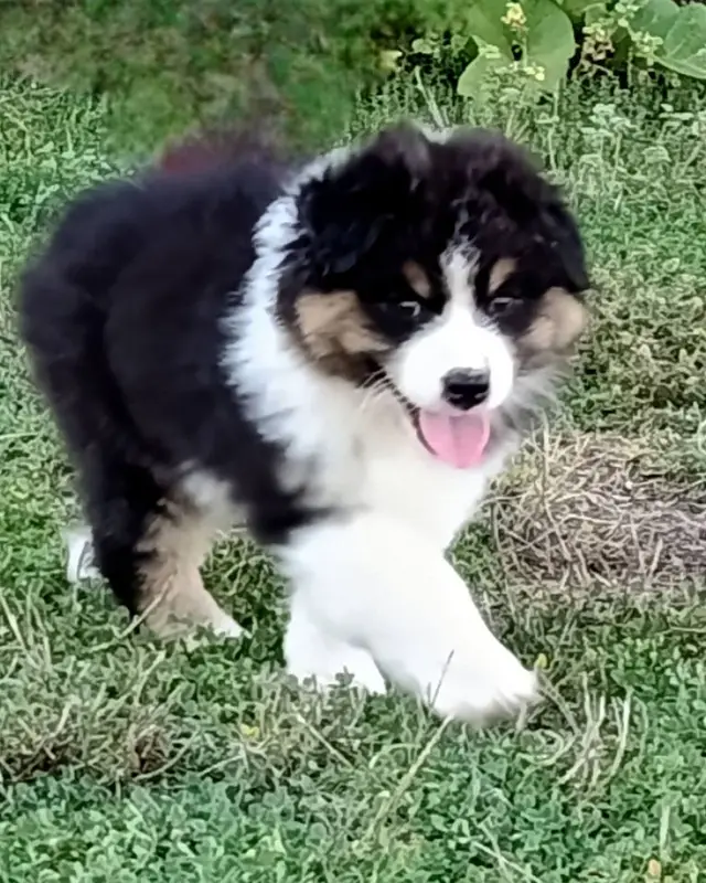 Bokit