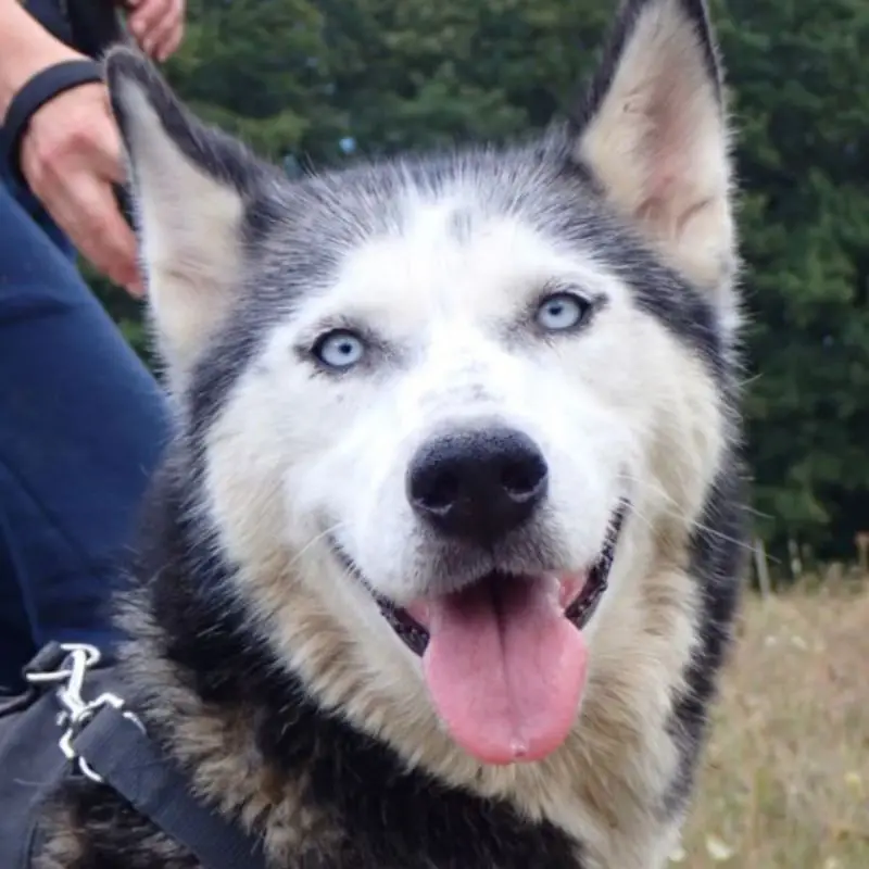Kira2
