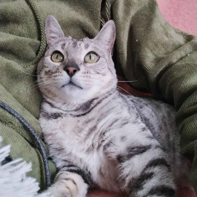 Anya