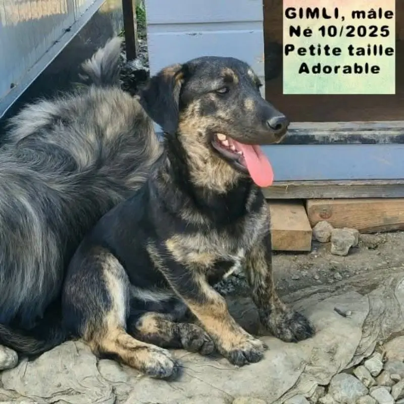 Gimli