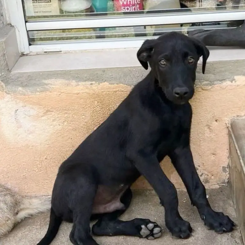 Bouba