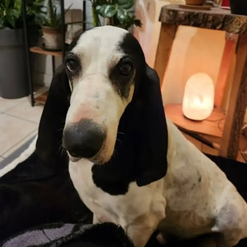 Milou