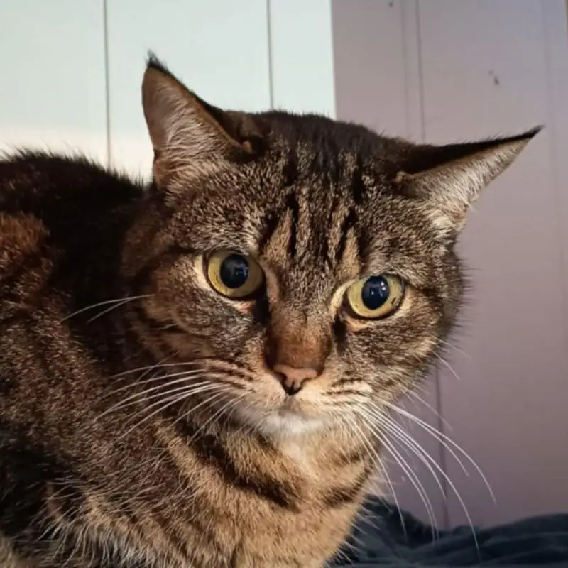 Praline