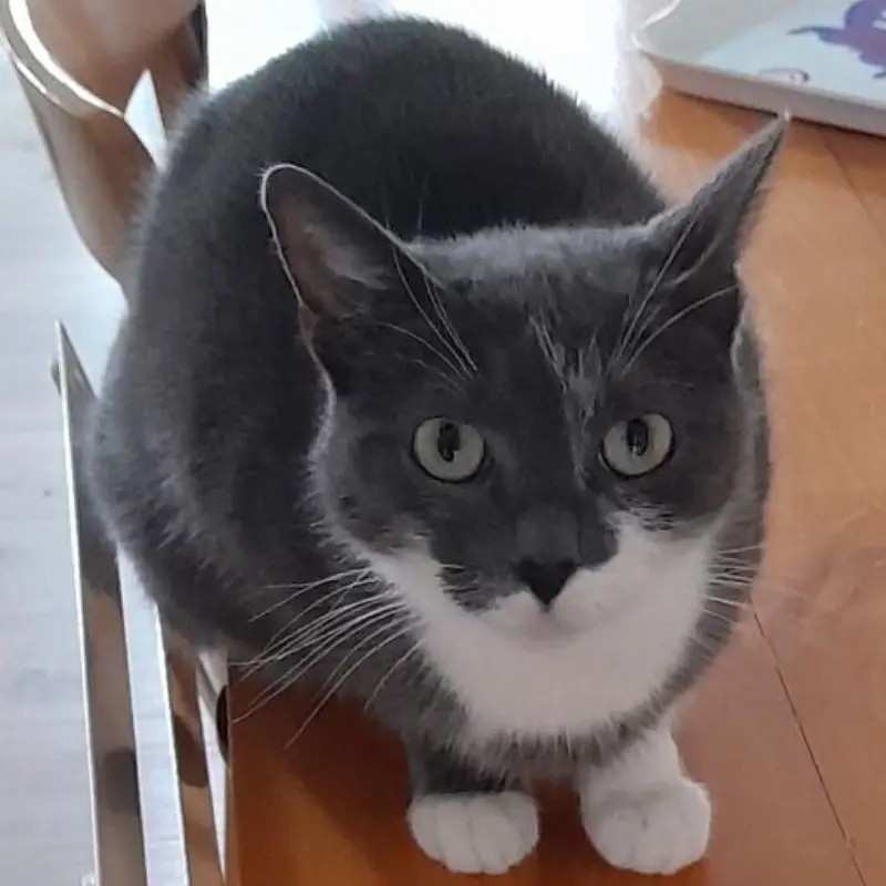 Pomponette