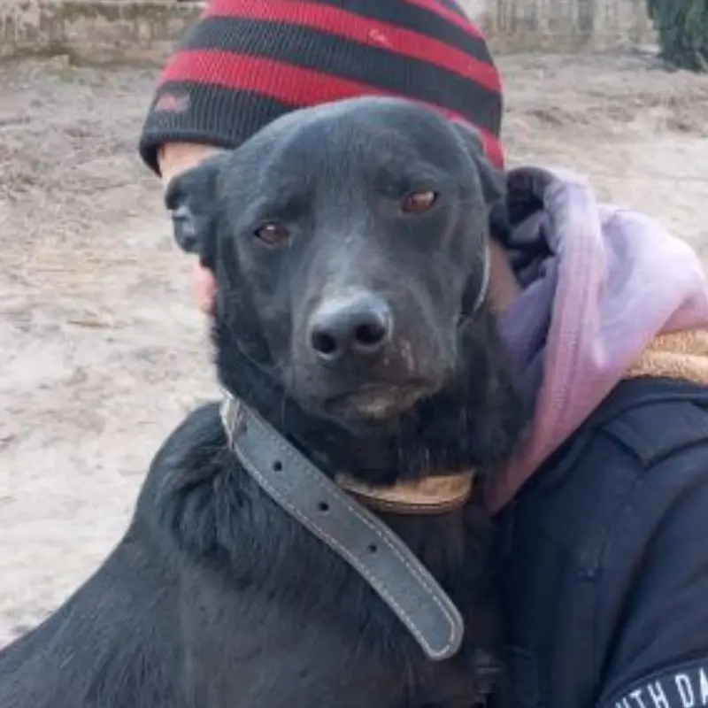 Radu