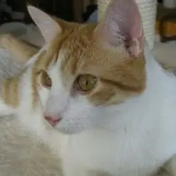Sesame