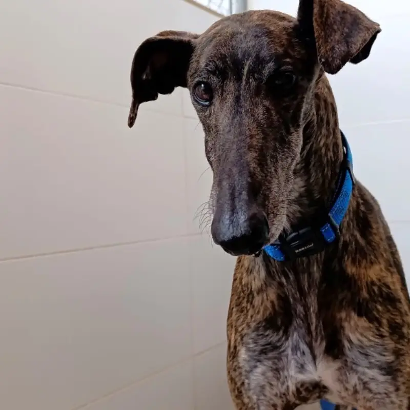 Simon