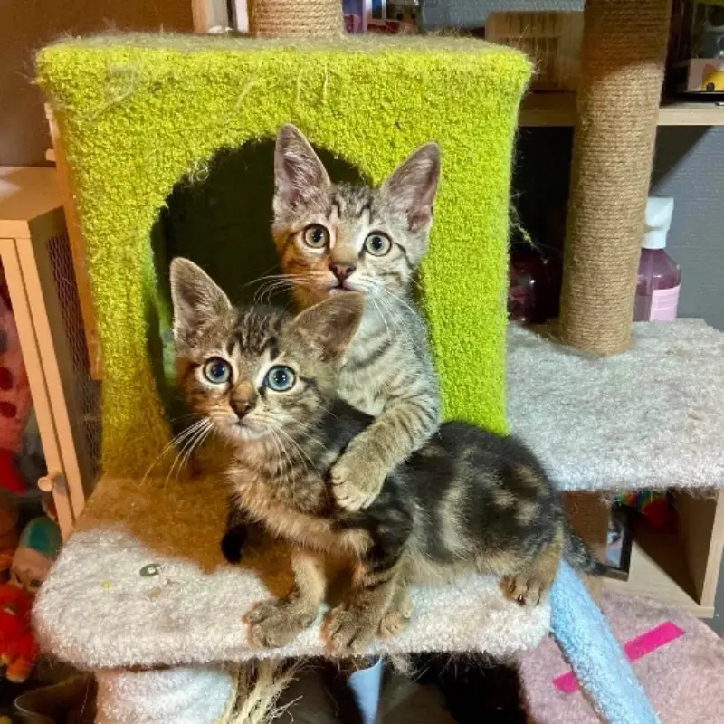 Meeko Et Wasabi