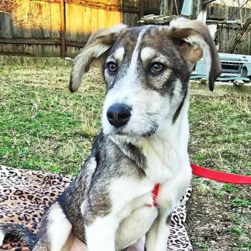 Reuben