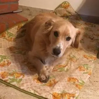 Pufi