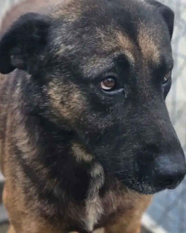 Sammy