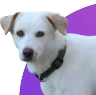 Léo