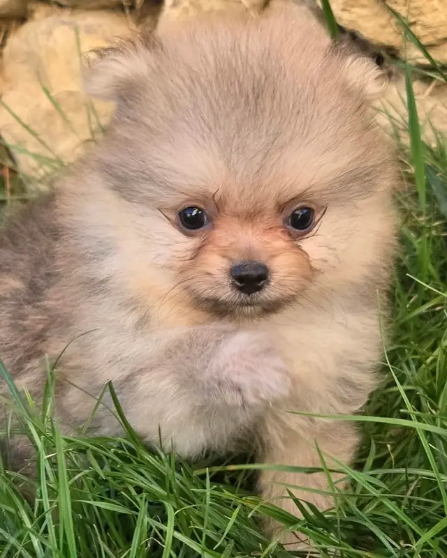 Beignet