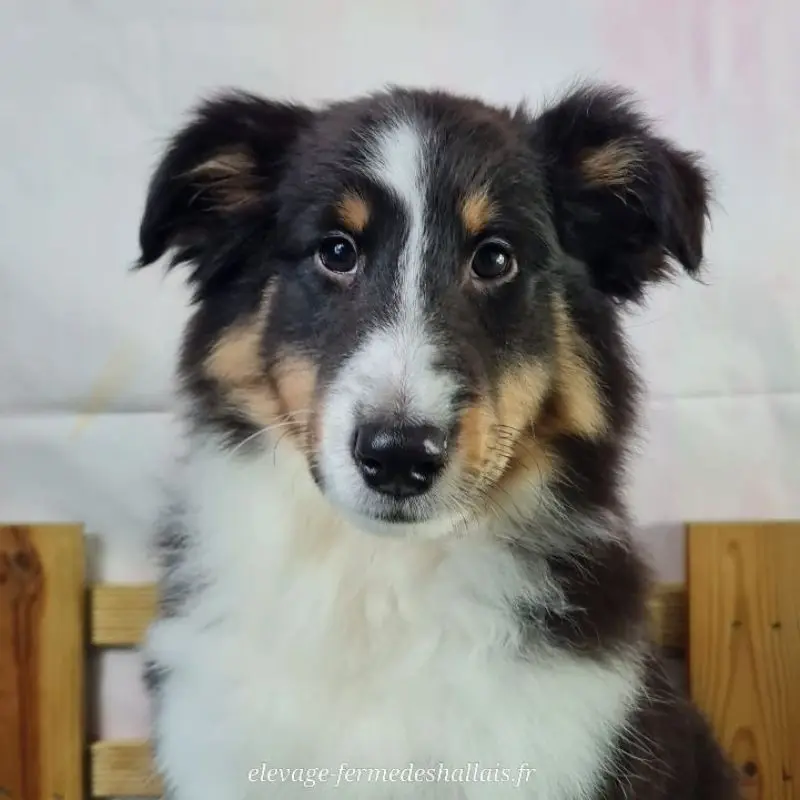 Balto