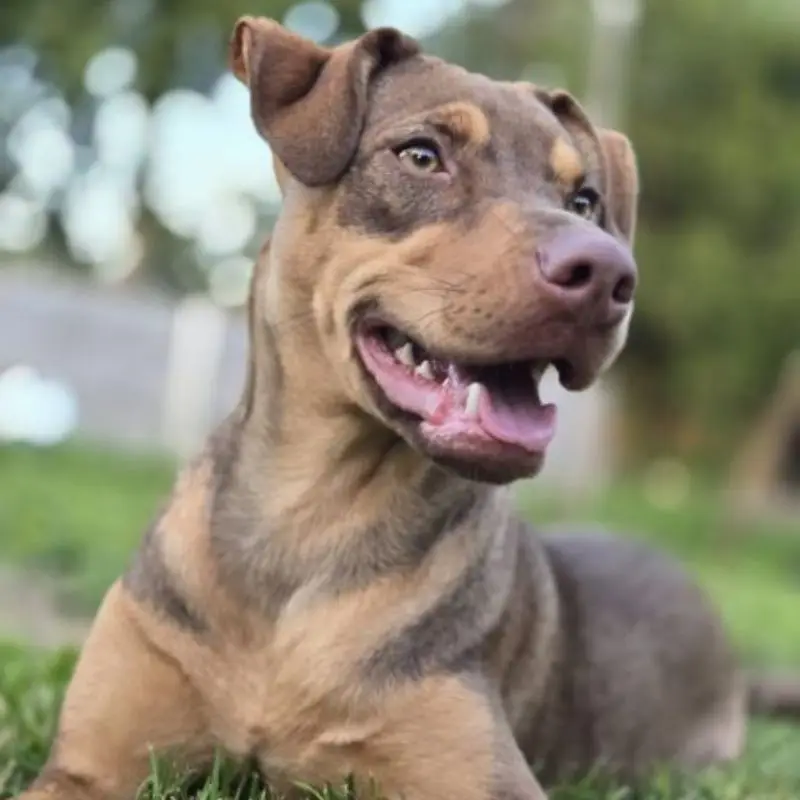 Arya