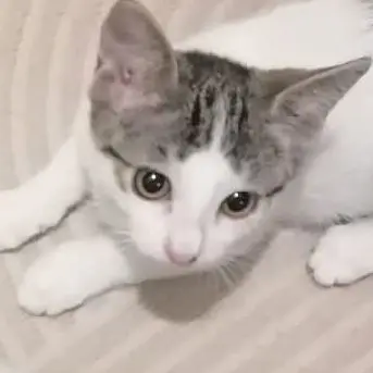 Puffi
